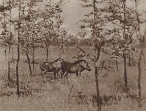 Szemölcsdisznók otthon